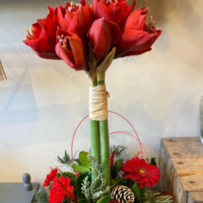 Designer Arrangement - Beautiful tall amaryllis complete with seasonal flowers and foliage as a stunning gift.